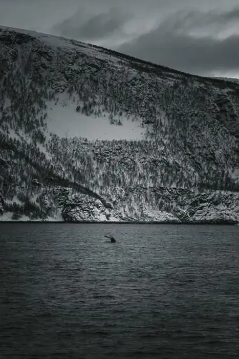 Framed Print : Whale tail sinking into the arctic ocean in northern Norway, black and white Framed Print : Whale tail sinking into the arctic ocean in northern Norway, black and white