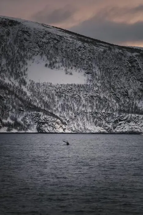 Framed Print : Whale tail sinking into the arctic ocean at sunset in northern Norway in winter Framed Print : Whale tail sinking into the arctic ocean at sunset in northern Norway in winter