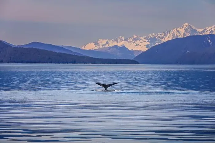 Framed Print : A whale tale in the water of a gorgeous scenic landscape in Alaska Framed Print : A whale tale in the water of a gorgeous scenic landscape in Alaska