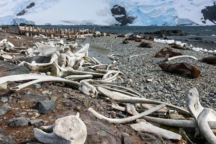 Framed Print : Whales bones strewn on the beach, and fur seals on the shore Framed Print : Whales bones strewn on the beach, and fur seals on the shore