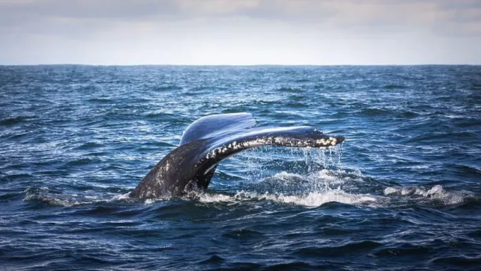 Framed Print : Whales in Byron Bay, Australia Framed Print : Whales in Byron Bay, Australia