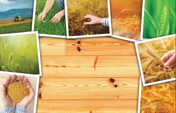 Framed Print : Wheat agriculture photo collage, collection of photos depicting growth and harvesting of cereal plant Framed Print : Wheat agriculture photo collage, collection of photos depicting growth and harvesting of cereal plant