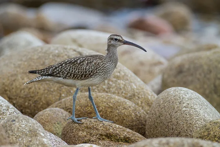 Framed Print : A Whimbrel (Numenius phaeopus) walks across boulders on a beach, Isles of Scilly Framed Print : A Whimbrel (Numenius phaeopus) walks across boulders on a beach, Isles of Scilly