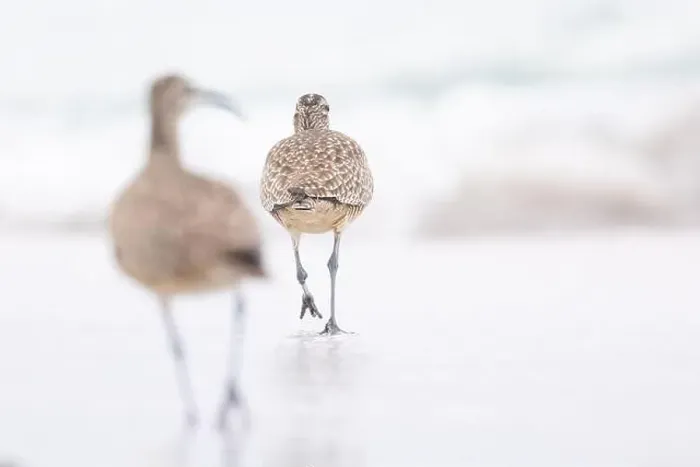 Framed Print : Whimbrel (Numenius) on sandy beach Carmel by the Sea, California. March, USA Framed Print : Whimbrel (Numenius) on sandy beach Carmel by the Sea, California. March, USA