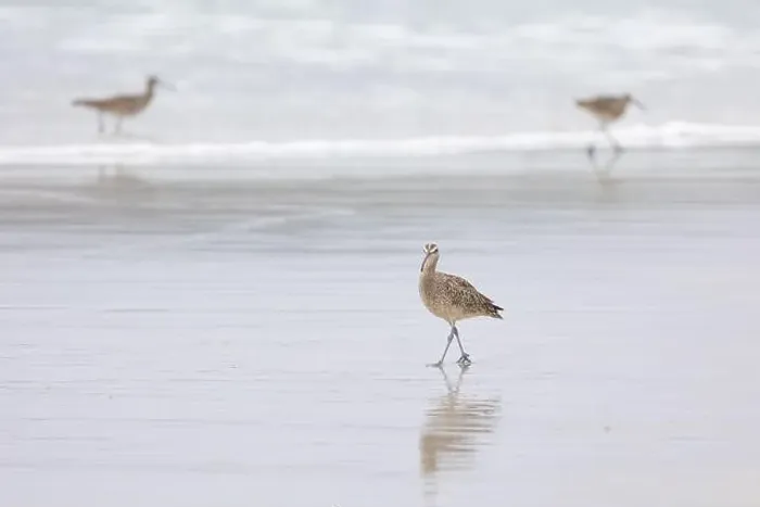 Framed Print : Whimbrel (Numenius) on sandy beach Carmel by the Sea, California. March, USA Framed Print : Whimbrel (Numenius) on sandy beach Carmel by the Sea, California. March, USA