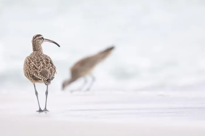 Framed Print : Whimbrel (Numenius) on sandy beach Carmel by the Sea, California. March, USA Framed Print : Whimbrel (Numenius) on sandy beach Carmel by the Sea, California. March, USA