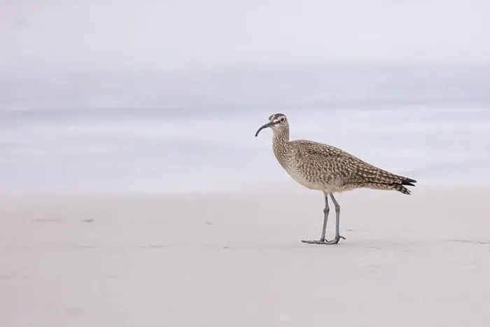 Framed Print : Whimbrel (Numenius) on sandy beach Carmel by the Sea, California. March, USA Framed Print : Whimbrel (Numenius) on sandy beach Carmel by the Sea, California. March, USA