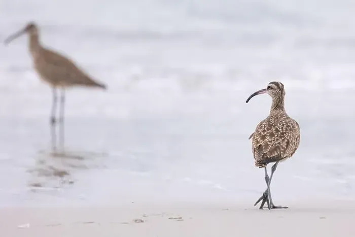 Framed Print : Whimbrel (Numenius) on sandy beach Carmel by the Sea, California. March, USA Framed Print : Whimbrel (Numenius) on sandy beach Carmel by the Sea, California. March, USA