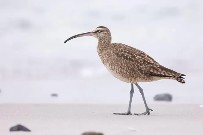 Framed Print : Whimbrel (Numenius) on sandy beach Carmel by the Sea, California. March, USA Framed Print : Whimbrel (Numenius) on sandy beach Carmel by the Sea, California. March, USA