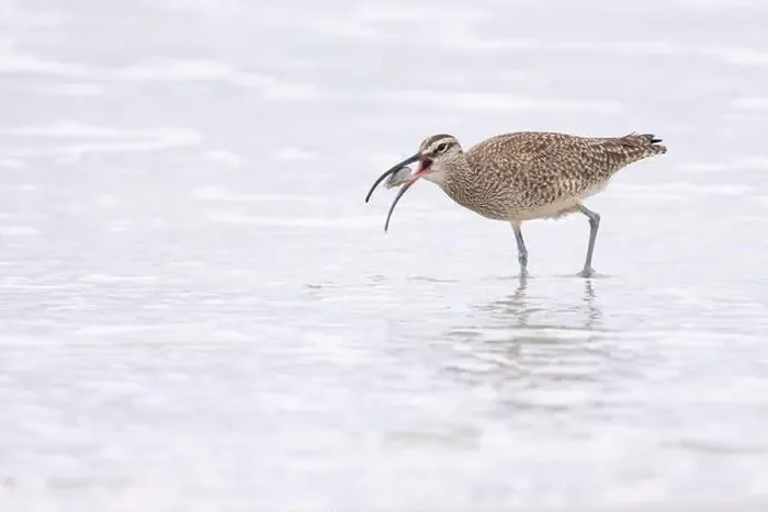 Framed Print : A Whimbrel (Numenius) successfully forages Framed Print : A Whimbrel (Numenius) successfully forages