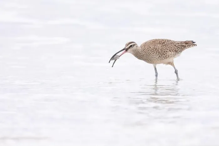 Framed Print : A Whimbrel (Numenius) successfully forages, food in bill, on a sandy beach at Carmel by the Sea, California. March, USA Framed Print : A Whimbrel (Numenius) successfully forages, food in bill, on a sandy beach at Carmel by the Sea, California. March, USA