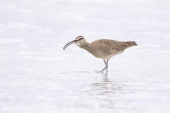Framed Print : Whimbrel (Numenius) swallowing, with throat full, on sandy beach Carmel by the Sea, California. March, USA Framed Print : Whimbrel (Numenius) swallowing, with throat full, on sandy beach Carmel by the Sea, California. March, USA