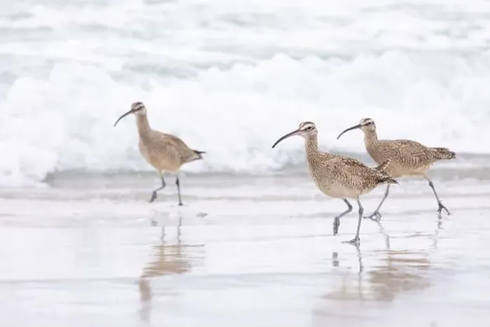 Framed Print : Three Whimbrels (Numenius) run along the sandy beach at Carmel by the Sea, California. March, USA Framed Print : Three Whimbrels (Numenius) run along the sandy beach at Carmel by the Sea, California. March, USA
