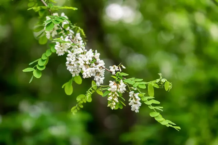 Framed Print : White acacia flowering. Robinia pseudoacacia Framed Print : White acacia flowering. Robinia pseudoacacia