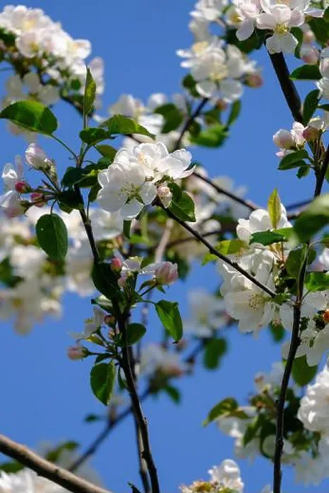 Framed Print : White apple blossoms on a tree branch in spring against a clear blue sky Framed Print : White apple blossoms on a tree branch in spring against a clear blue sky