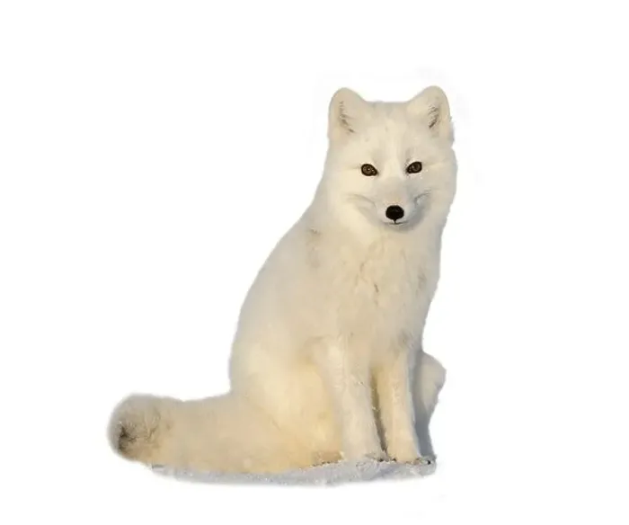 Framed Print : White arctic fox sitting isolated on white background Framed Print : White arctic fox sitting isolated on white background