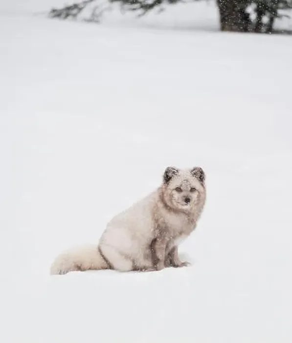 Framed Print : White arctic fox sitting in the snow on a winter day in Canada Framed Print : White arctic fox sitting in the snow on a winter day in Canada