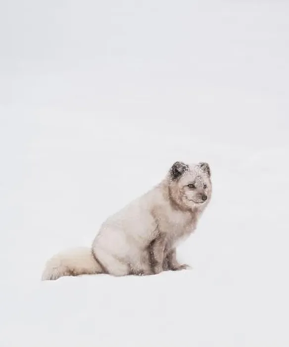 Framed Print : White arctic fox sitting in the snow on a winter day in Canada Framed Print : White arctic fox sitting in the snow on a winter day in Canada