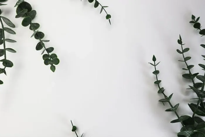 Framed Print : White background with eucalyptus and a space for writing Framed Print : White background with eucalyptus and a space for writing