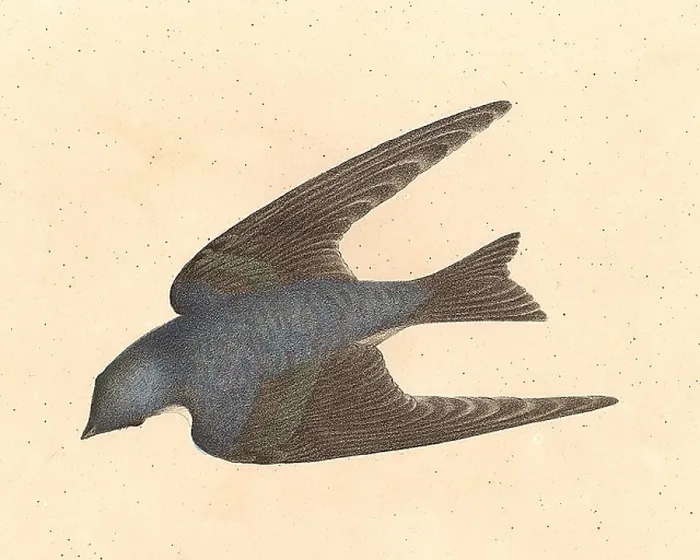 Framed Print : The White-bellied Swallow, Tree Swallow (Hirundo bicolor, Tachycineta bicolor) vintage bird lithograph - James De Kay, Zoology of NY, Fauna, Birds Framed Print : The White-bellied Swallow, Tree Swallow (Hirundo bicolor, Tachycineta bicolor) vintage bird lithograph - James De Kay, Zoology of NY, Fauna, Birds
