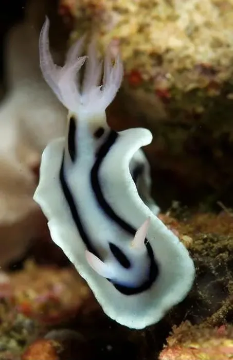 Framed Print : White and black striped chromodoris nudibranch (Chromodoris lochi) with light pink gills and rhinophores Framed Print : White and black striped chromodoris nudibranch (Chromodoris lochi) with light pink gills and rhinophores