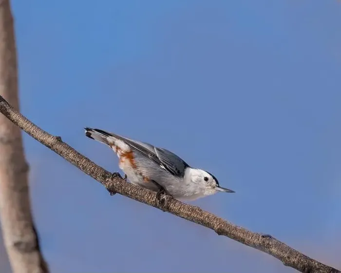 Framed Print : A White-breasted nuthatch briefly perches
