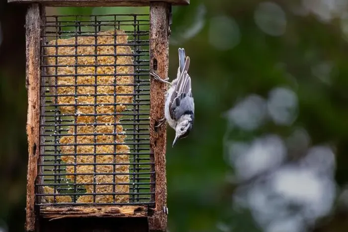 Framed Print : A white-breasted nuthatch hangs upside-down on a birdfeeder filled with suet in Northeast Indiana, USA Framed Print : A white-breasted nuthatch hangs upside-down on a birdfeeder filled with suet in Northeast Indiana, USA