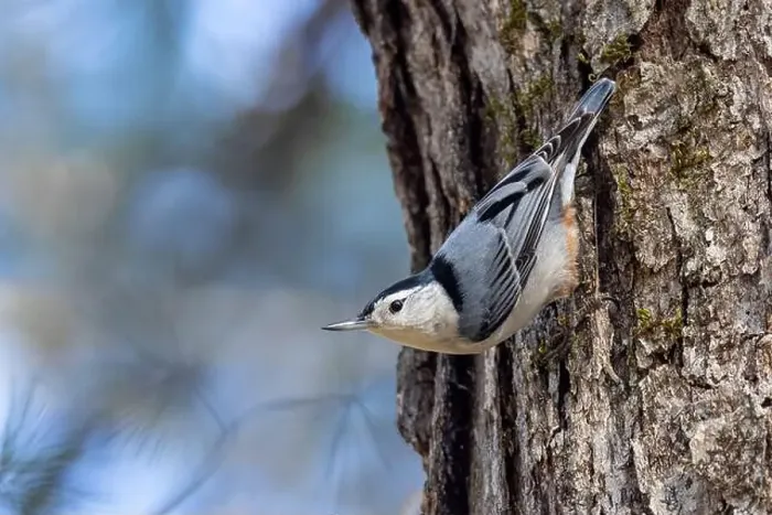 Framed Print : White-breasted nuthatch (Sitta carolinensis) - Brevard, North Carolina, USA Framed Print : White-breasted nuthatch (Sitta carolinensis) - Brevard, North Carolina, USA