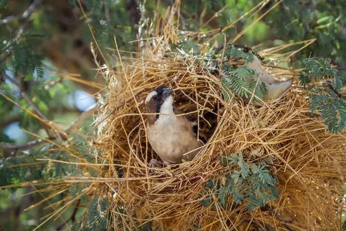 Framed Print : White browed Sparrow Weaver building a nest in Kgalagadi transfrontier park Framed Print : White browed Sparrow Weaver building a nest in Kgalagadi transfrontier park