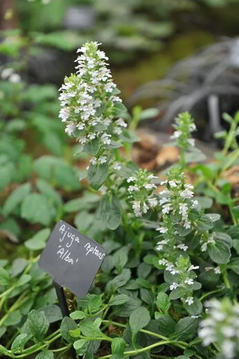Framed Print : White bugle (Ajuga reptans) Alba blooms in a garden in May Framed Print : White bugle (Ajuga reptans) Alba blooms in a garden in May