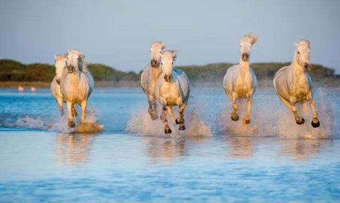 Framed Print : White Camargue Horses running on the blue water in sunset light. Parc Regional de Camargue - Provence, France Framed Print : White Camargue Horses running on the blue water in sunset light. Parc Regional de Camargue - Provence, France