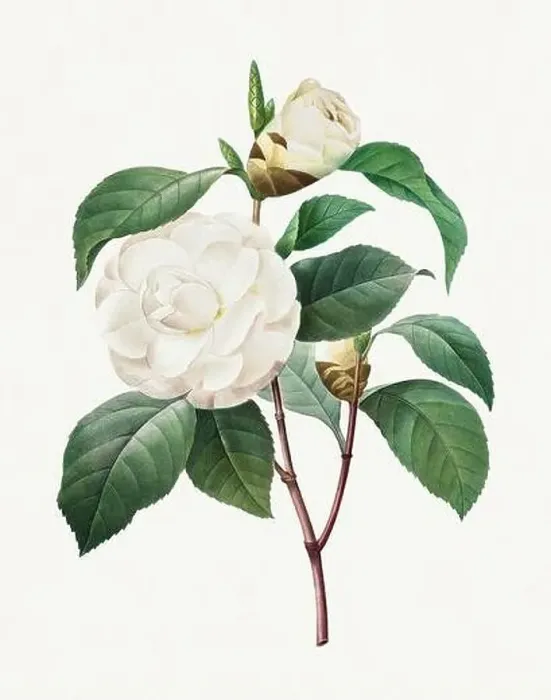 Framed Print : White Camellia. Beautiful flower illustration. Antique Botanical art by Pierre Joseph Redouté. Circa 1833 Framed Print : White Camellia. Beautiful flower illustration. Antique Botanical art by Pierre Joseph Redouté. Circa 1833
