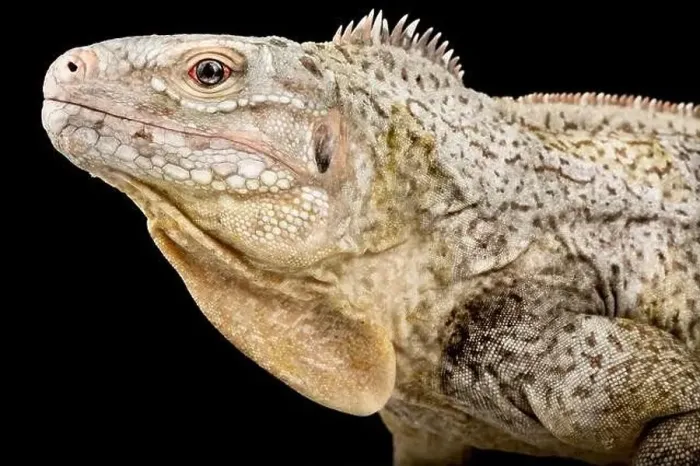 Framed Print : White Cay Ground Iguana (Cyclura riley cristata) Framed Print : White Cay Ground Iguana (Cyclura riley cristata)