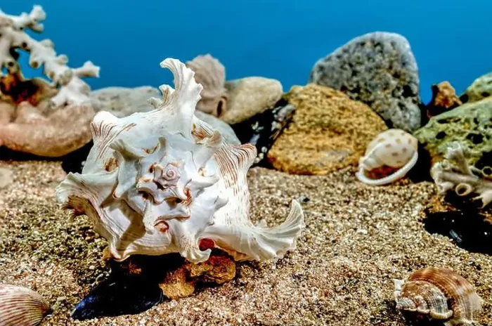 Framed Print : White Chicoreus Ramosus Murex seashell on a sand underwater Framed Print : White Chicoreus Ramosus Murex seashell on a sand underwater