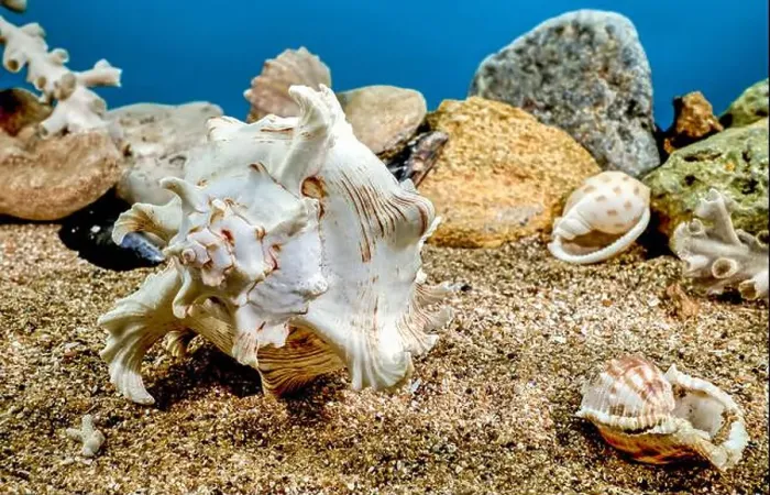 Framed Print : White Chicoreus Ramosus Murex seashell on a sand underwater Framed Print : White Chicoreus Ramosus Murex seashell on a sand underwater