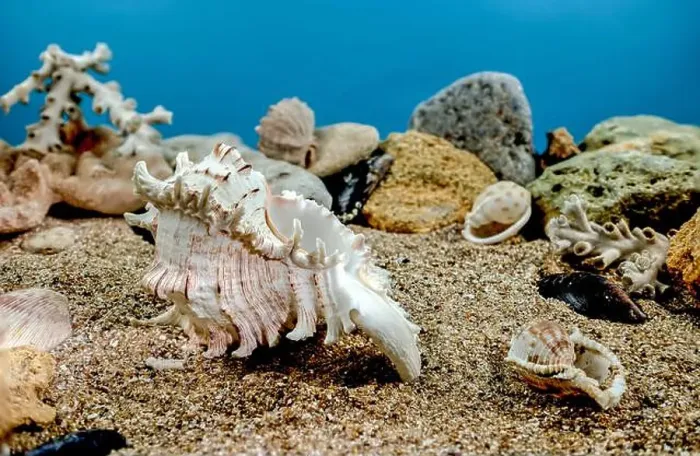 Framed Print : White Chicoreus Ramosus Murex seashell on a sand underwater