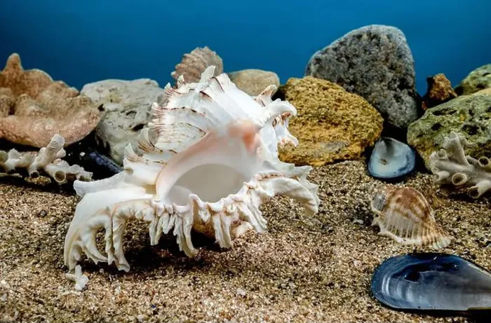 Framed Print : White Chicoreus Ramosus Murex seashell on a sand underwater Framed Print : White Chicoreus Ramosus Murex seashell on a sand underwater