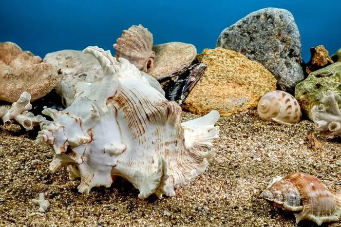 Framed Print : White Chicoreus Ramosus Murex seashell on a sand underwater Framed Print : White Chicoreus Ramosus Murex seashell on a sand underwater