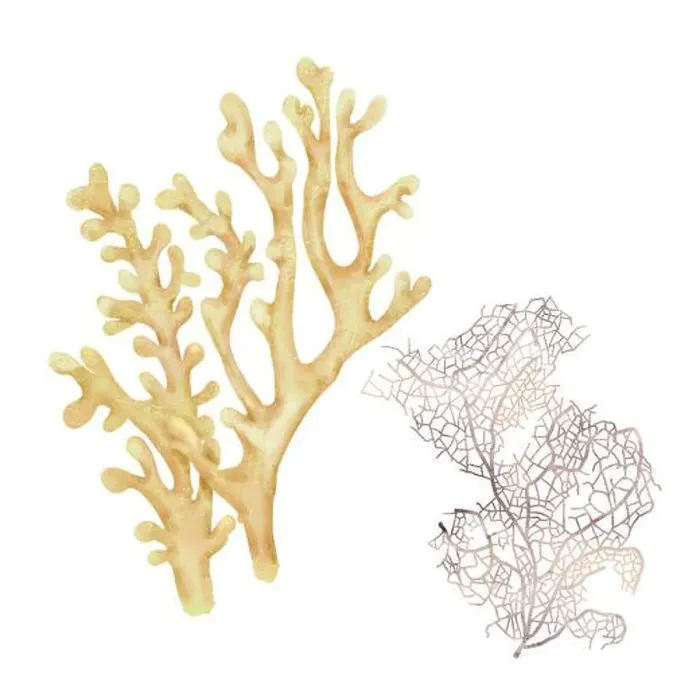 Framed Print : White coral, an element of the underwater world and coral reefs Framed Print : White coral, an element of the underwater world and coral reefs