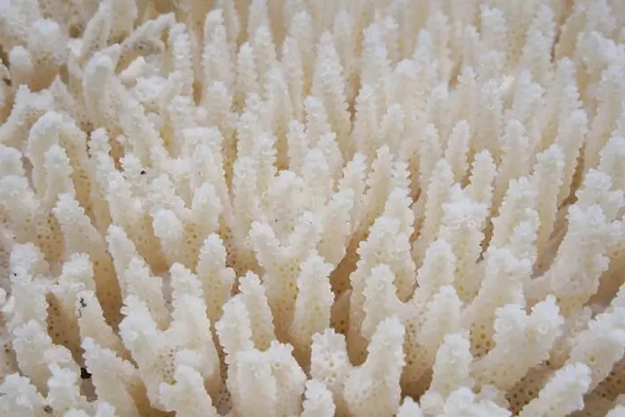 Framed Print : White coral in the sea. Close-up. Natural background