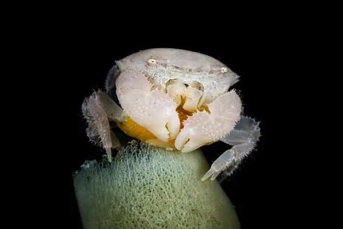 Framed Print : White crab with yellow eggs on top of a tube sponge, Lembeh Strait, Indonesia Framed Print : White crab with yellow eggs on top of a tube sponge, Lembeh Strait, Indonesia