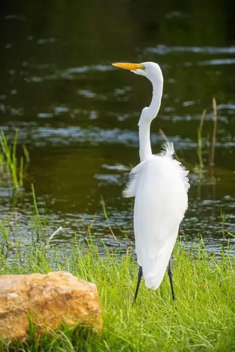 Framed Print : A White crane bird in Everglades National Park, Florida, United States Framed Print : A White crane bird in Everglades National Park, Florida, United States