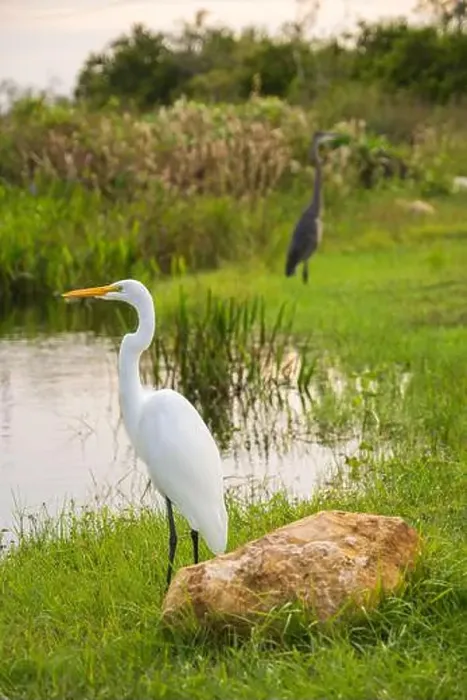 Framed Print : A White crane bird in Everglades National Park, Florida, United States Framed Print : A White crane bird in Everglades National Park, Florida, United States