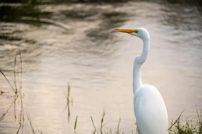 Framed Print : A White crane bird in Everglades National Park, Florida, United States Framed Print : A White crane bird in Everglades National Park, Florida, United States