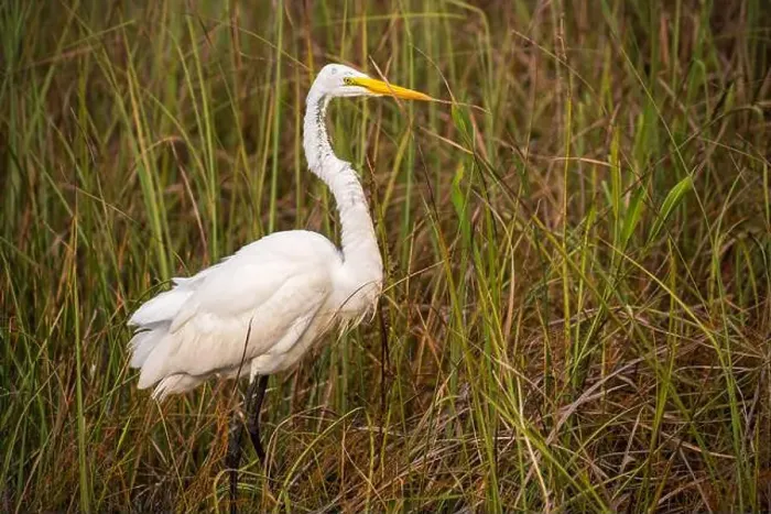 Framed Print : A White crane bird in Everglades National Park, Florida, United States Framed Print : A White crane bird in Everglades National Park, Florida, United States