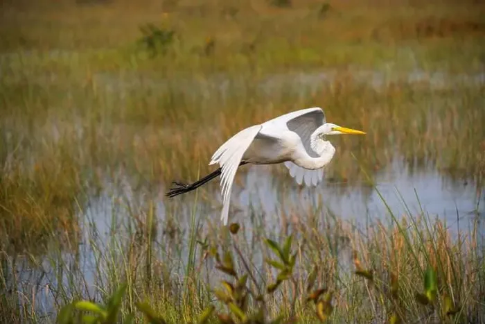 Framed Print : A White crane bird in Everglades National Park, Florida, United States Framed Print : A White crane bird in Everglades National Park, Florida, United States