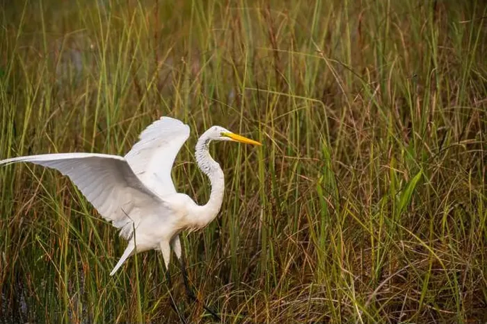 Framed Print : A White crane bird in Everglades National Park, Florida, United States Framed Print : A White crane bird in Everglades National Park, Florida, United States