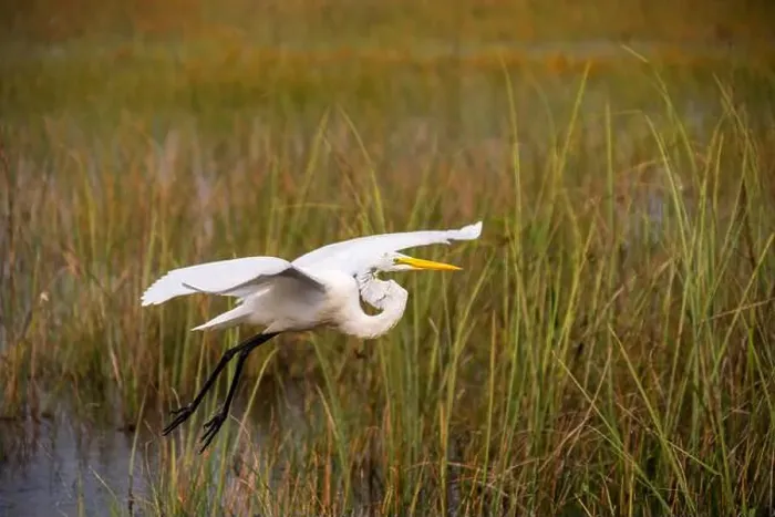 Framed Print : A White crane bird in Everglades National Park, Florida, United States Framed Print : A White crane bird in Everglades National Park, Florida, United States