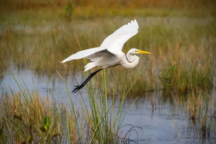 Framed Print : A White crane bird in Everglades National Park, Florida, United States Framed Print : A White crane bird in Everglades National Park, Florida, United States