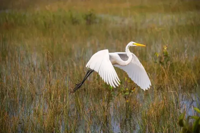 Framed Print : A White crane bird in Everglades National Park, Florida, United States Framed Print : A White crane bird in Everglades National Park, Florida, United States